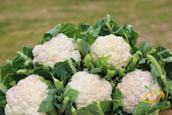 Cauliflower seeds from SeedsNow for all-year-round planting, shown in a close-up image of seed packets and seedlings.