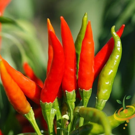 Pepper (Hot) - Tabasco ๐ฅ๐ฅ๐ฅ - SeedsNow.com