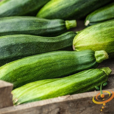 Black Beauty Zucchini squash seeds from SeedsNow, showing vibrant green zucchini with smooth skin and summer squash characteristics.