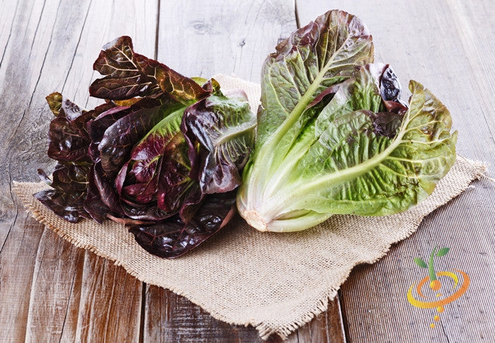 Fresh romaine lettuce with red seeds from SeedsNow, showcasing vibrant green leaves and red seed accents.