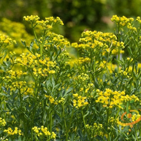 Rue - SeedsNow.com