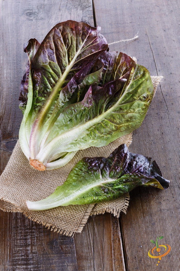 Fresh Romaine lettuce with red seeds, shown in a natural, leafy head ready for planting or harvest.