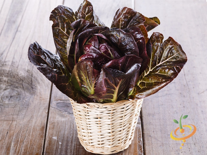 Fresh romaine lettuce with red seeds from SeedsNow, showing leafy green heads and vibrant red seed details.