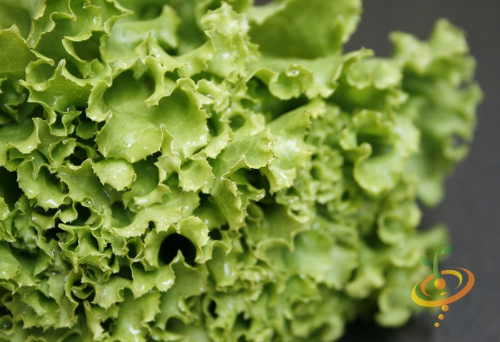 Fresh green lettuce salad bowl with SeedsNow all lettuce seeds, showing vibrant leaves and seed packet in the background.