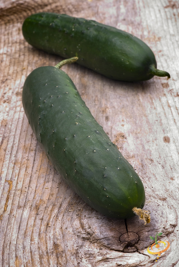 Fresh green cucumber with straight, uniform shape and SeedsNow branding, shown in close-up detailed view.