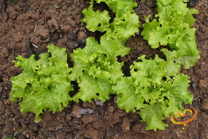 Green lettuce salad bowl with fresh leafy greens, all lettuce seeds from SeedsNow, ready for planting or harvest.