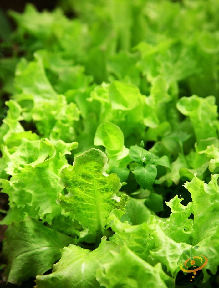 Green lettuce seeds for salad bowls from SeedsNow, close-up of small seed grains on a white background.