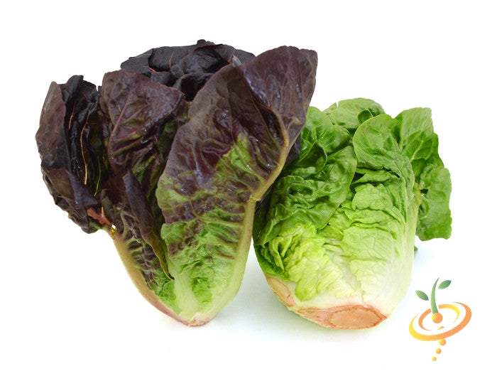 Fresh romaine lettuce with red seeds, showing vibrant green leaves and seed details, from SeedsNow.