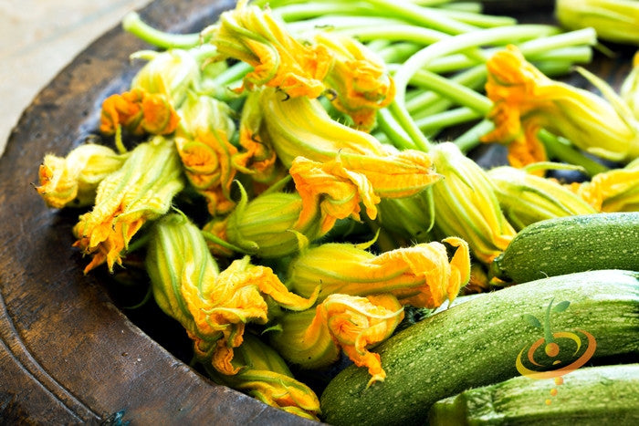 Black Beauty zucchini squash from SeedsNow, vibrant green summer squash with smooth skin and tapered shape.