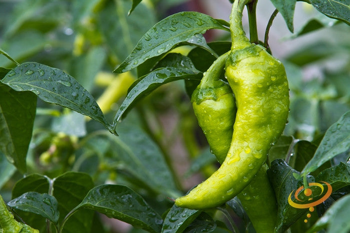 Bright red Big Jim hot pepper from SeedsNow, fresh and ripe, showcasing its elongated shape and glossy skin.