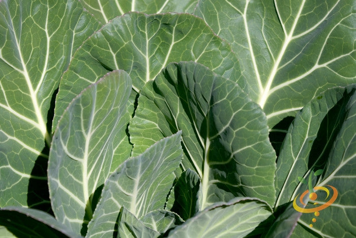 Fresh green Morris Heading collard seeds from SeedsNow shown in a close-up image.