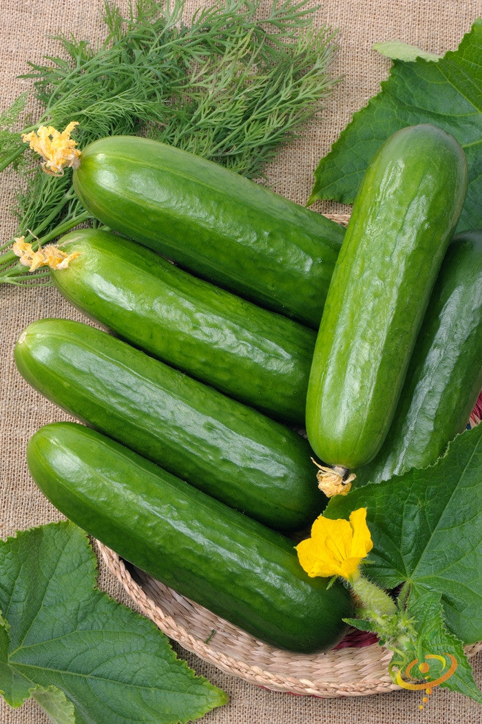 Fresh green cucumber with straight shape and vibrant skin, showing SeedsNow brand cucumber seed packaging.