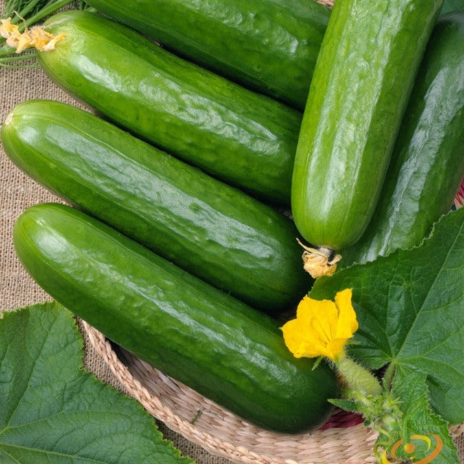 Fresh green cucumber with straight shape, SeedsNow brand, ready for planting or fresh consumption.