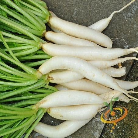 Japanese Minowase Daikon radish seeds from SeedsNow, showing fresh seed packets with illustration of large radish roots.