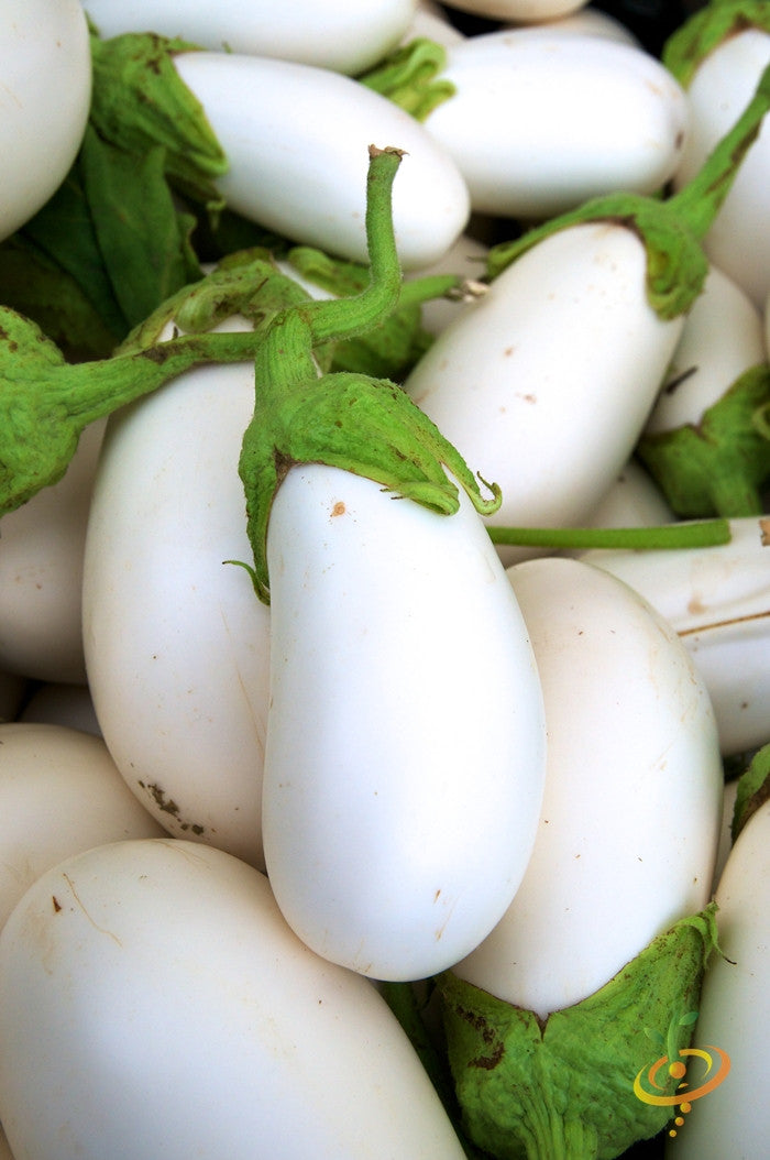 Fresh purple eggplant (aubergine) growing on a plant, with green leaves and ripe fruit, from SeedsNow.