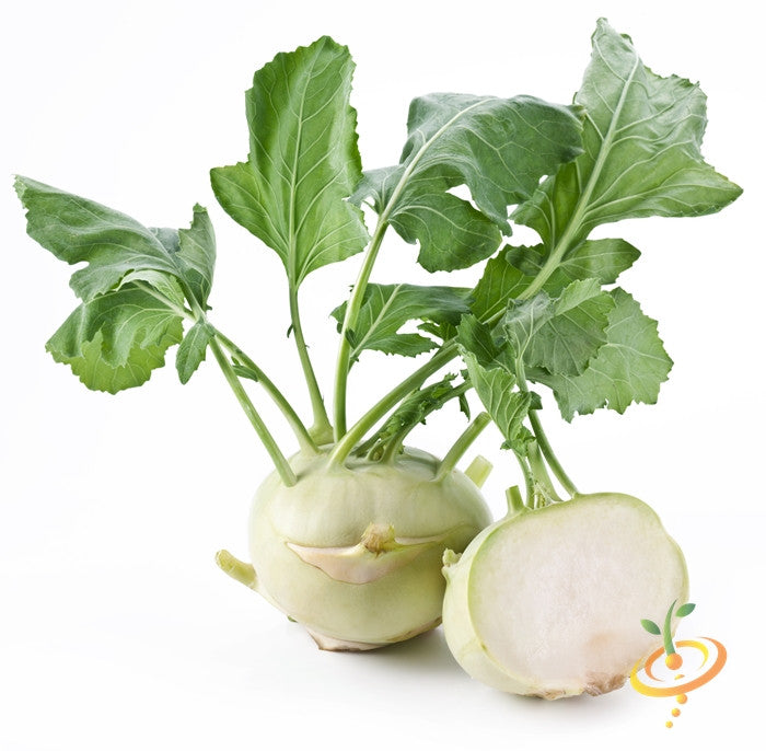 White Kohlrabi Delicatesse seeds from SeedsNow, small white seed packets for growing fresh, tender Kohlrabi vegetables.