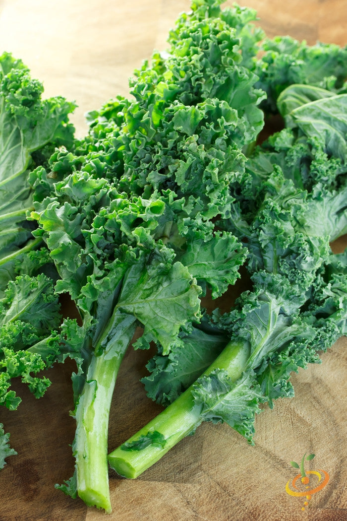 Blue curled Scotch kale plant with vibrant blue-green leaves, grown from SeedsNow Classic Kale seed variety.