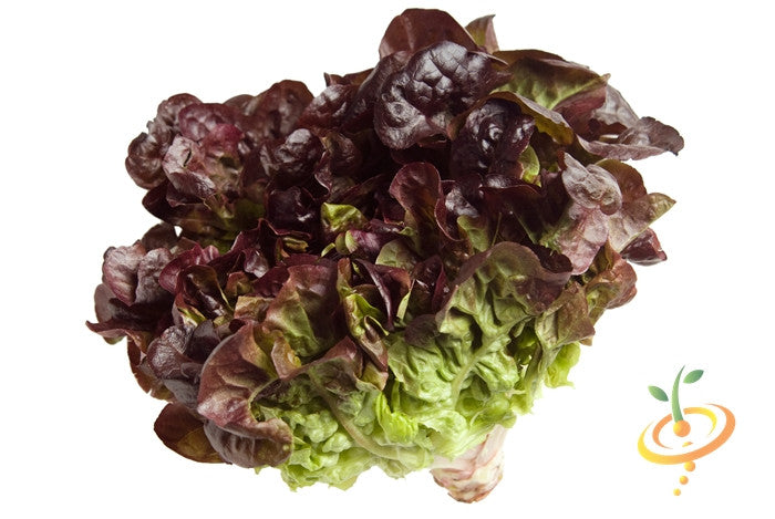Fresh Romaine lettuce with red seeds from SeedsNow, showcasing vibrant green leaves and red seed details.