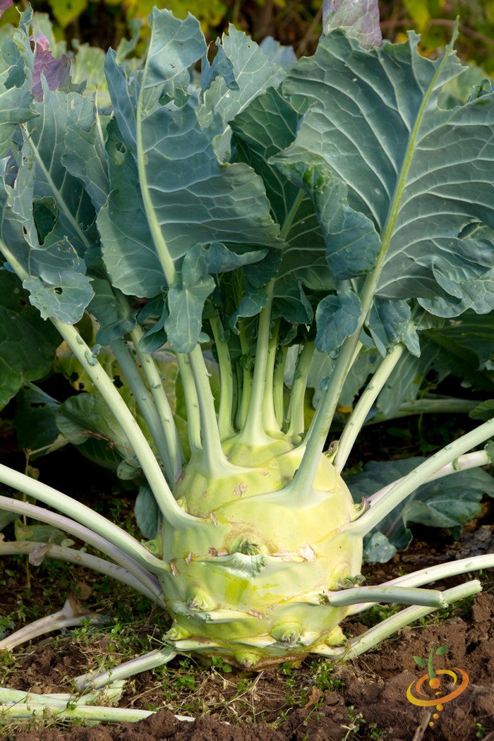 Kohlrabi Delicatesse with blue SeedsNow brand seeds, fresh green bulb with leafy stems on white background.