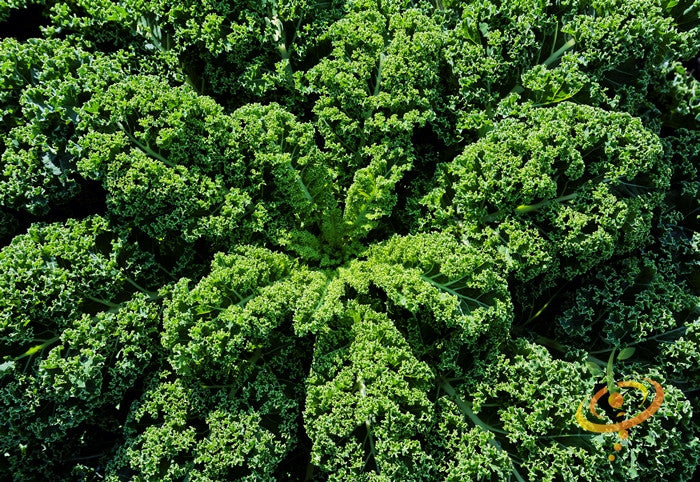Blue Curled Scotch kale plant from SeedsNow, vibrant green leafy kale with frilled blue-tinted edges, healthy and lush.