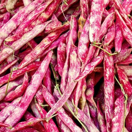 Bush borlotti bean seeds from SeedsNow, fresh and packaged for planting, ideal for home vegetable gardens.