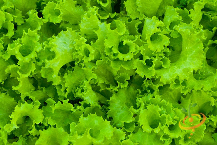 Green lettuce salad bowl with fresh leafy lettuce seeds from SeedsNow, ready for planting in a garden or container.