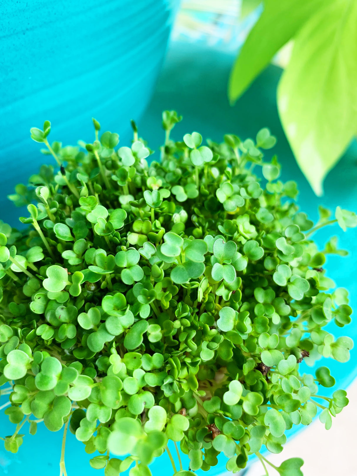 Fresh arugula microgreens sprouting from SeedsNow arugula seeds, vibrant green leaves ready for harvest.