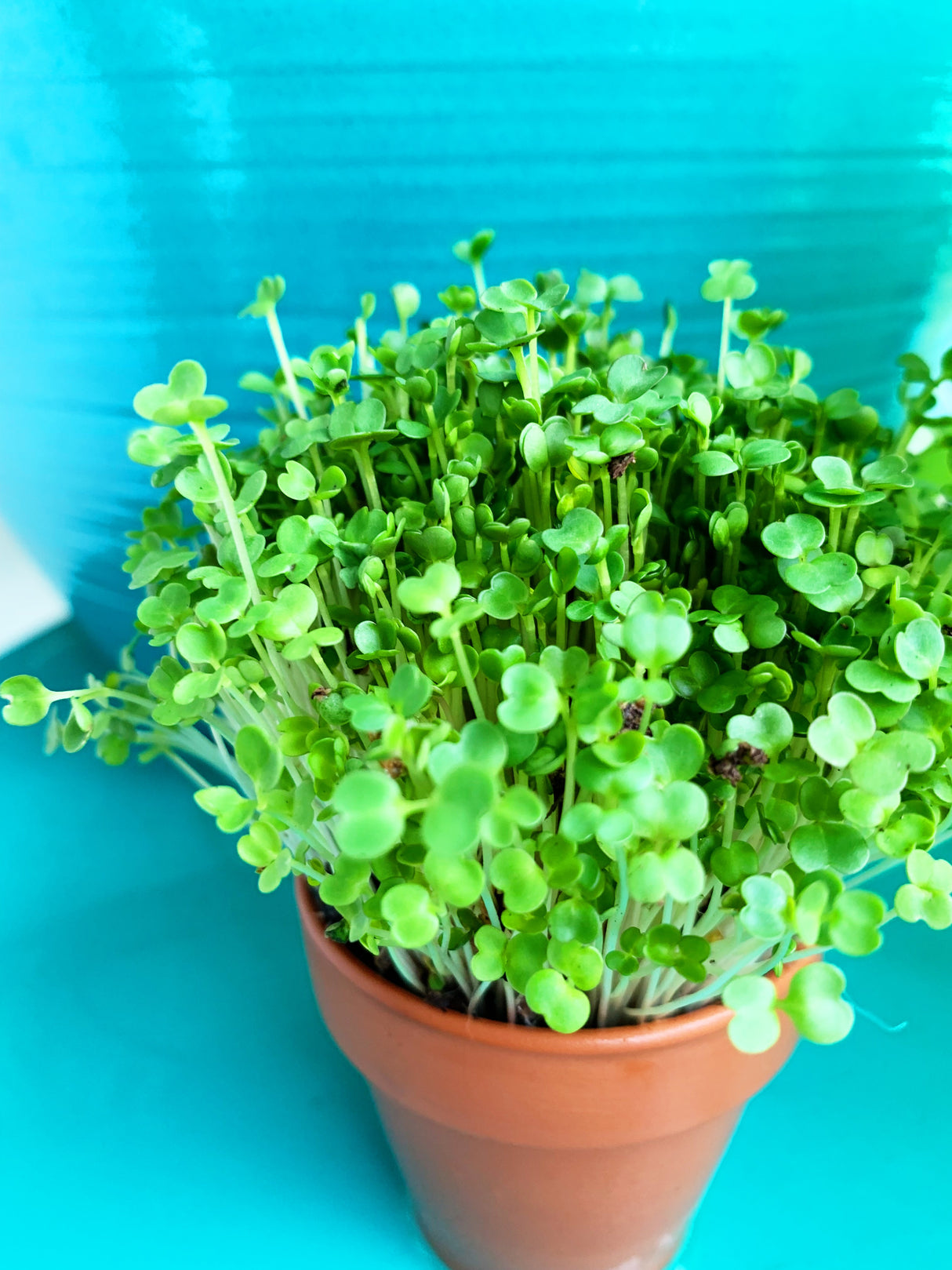 Close-up of fresh green arugula microgreens sprouting from SeedsNow arugula seeds, showcasing vibrant, tender microgreens ready to harvest.