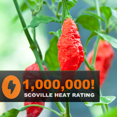 Pepper (Hot) - Ghost Chili/Bhut Jolokia π₯π₯π₯π₯π₯π₯π₯΅ (HYBRID) - SeedsNow.com