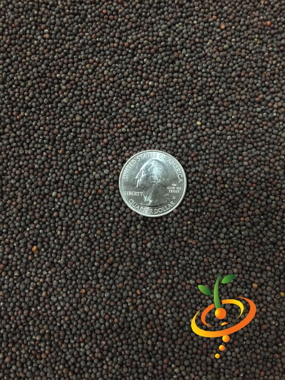 Red Acre cabbage seeds from SeedsNow, showing vibrant red cabbage heads and seeds in a natural garden setting.