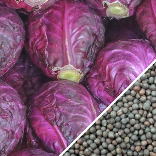 Red Acre cabbage seeds from SeedsNow showing vibrant red cabbage seeds in a clear container.
