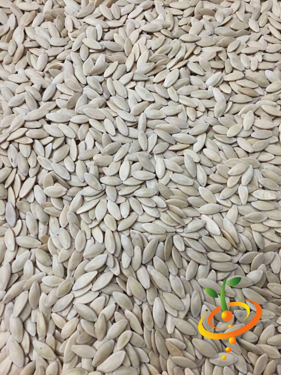 Fresh cucumber seeds for homemade pickles from SeedsNow, ideal for growing crunchy cucumbers for delicious homemade pickles.