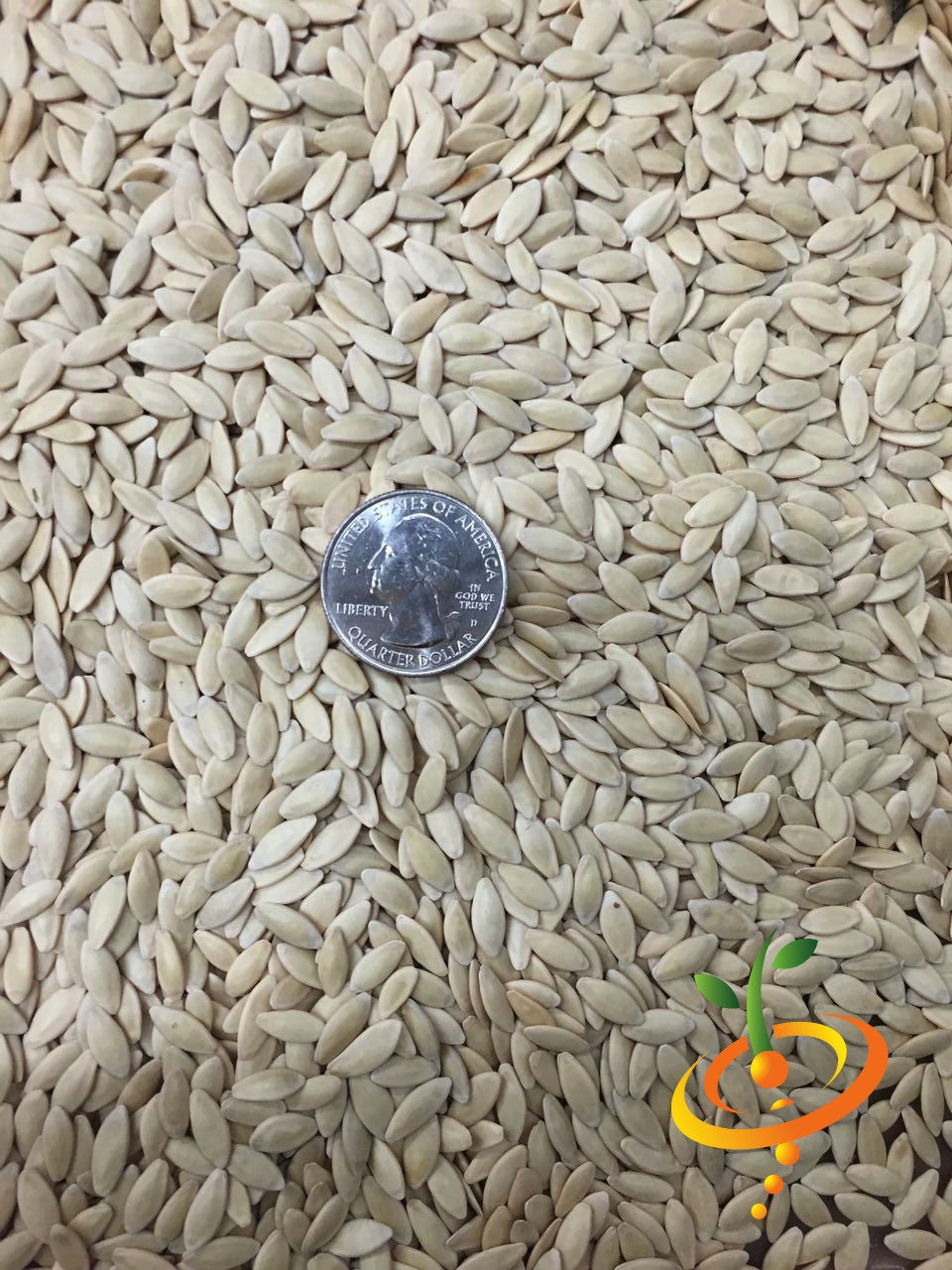 Fresh cucumber seeds from SeedsNow for homemade pickles, ideal for growing crunchy cucumbers for delicious homemade pickles.