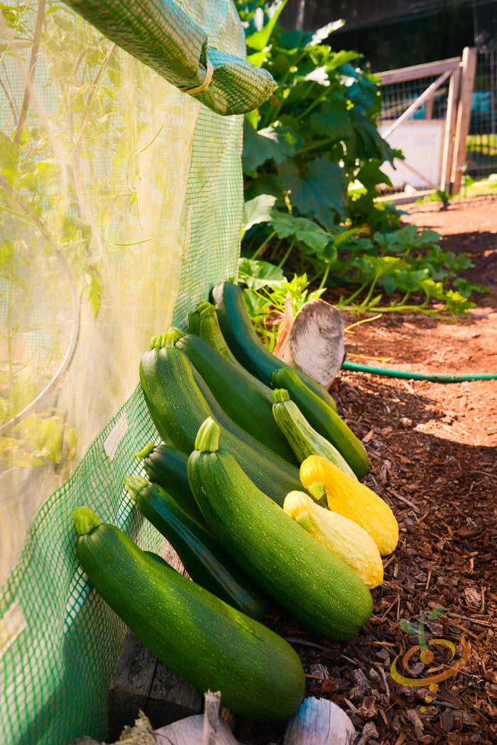 Black Beauty Zucchini summer squash seeds from SeedsNow, showing vibrant green zucchini with smooth skin on a garden setting.