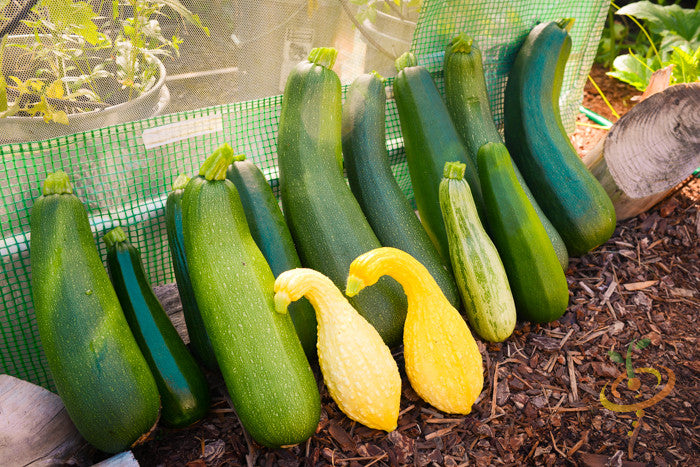 Black Beauty Zucchini seeds for summer squash from SeedsNow, showing fresh, dark green zucchini with smooth skin.
