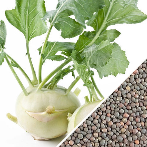 White Delicatesse Kohlrabi seeds from SeedsNow, close-up of small, round seeds on a neutral background.