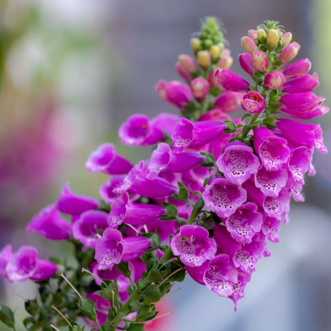 Purple Foxglove flower seeds from SeedsNow-Flowers, showcasing vibrant digitalis purpurea blooms and seed packaging.