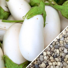 Healthy eggplant (aubergine) plant grown from Casper seeds, with shiny purple fruit and green leaves on a garden plant.