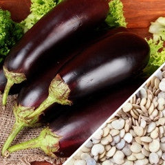 Fresh Florida Market eggplant (aubergine) from SeedsNow, showing vibrant purple fruit with glossy skin on a plant.