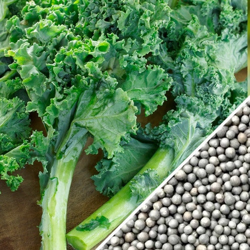 Blue curled Scotch kale seeds from SeedsNow, showing vibrant, curly blue-green kale leaves on a healthy plant.