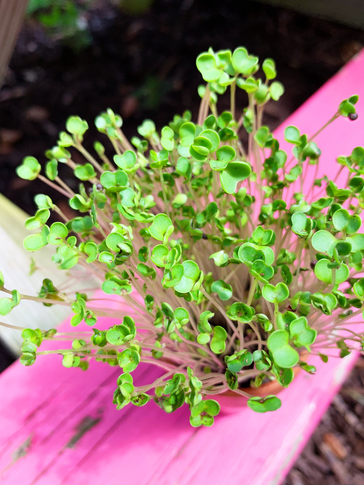 Fresh green curly kale microgreens growing from SeedsNow sprouts and microgreens seeds in a clear container.