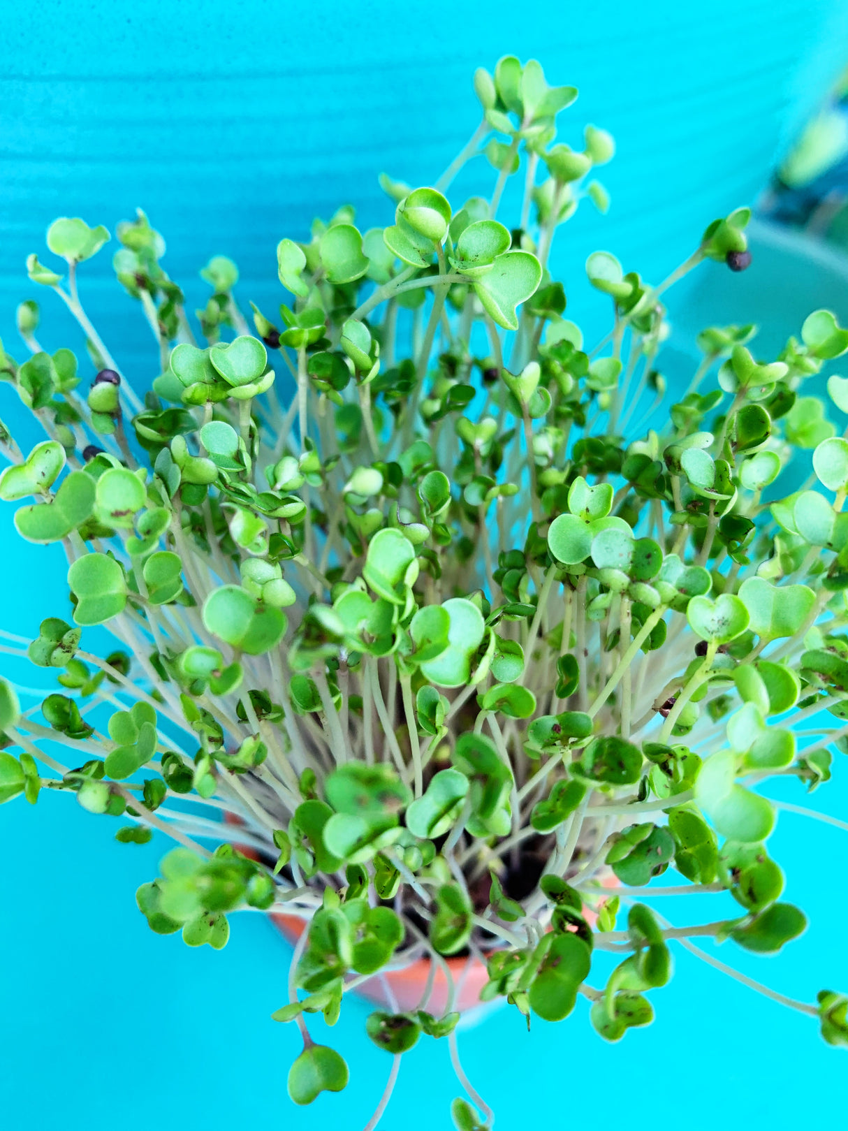 Fresh green curly kale microgreens sprouting from SeedsNow, showcasing vibrant, healthy kale microgreens on a neutral background.