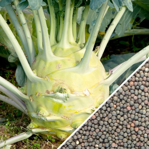 Kohlrabi Delicatesse Blue seeds from SeedsNow, close-up of small round blue seed packets on white background.