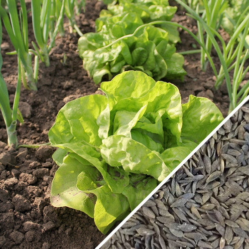 All-year-round lettuce seeds from SeedsNow, showing fresh green lettuce heads ready for planting in a garden or container.