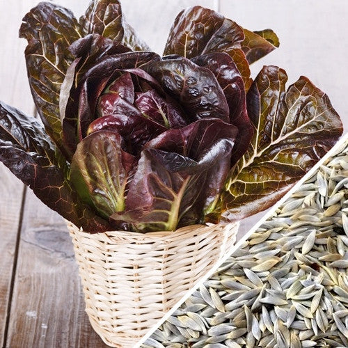 Fresh Romaine lettuce with red seeds, showcasing vibrant green leaves and seed details from SeedsNow.