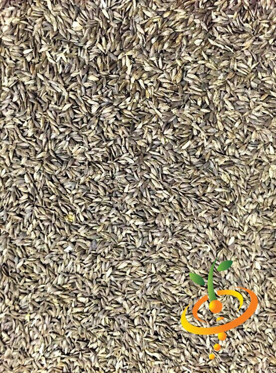 Green Salad Bowl lettuce seeds from SeedsNow, showing fresh green lettuce seeds ideal for home gardening.