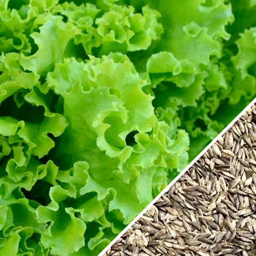 All lettuce seeds for Salad Bowl, green variety, shown in a clear image emphasizing the seed packet from SeedsNow.