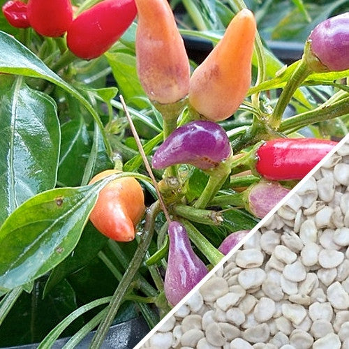 NuMex Twilight hot pepper seeds from SeedsNow, showing vibrant green pepper pods with fiery red tips and textured seeds.