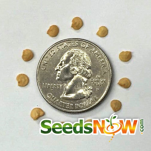 California Wonder sweet pepper seeds from SeedsNow, showing vibrant green pepper pods and seed packets on a white background.