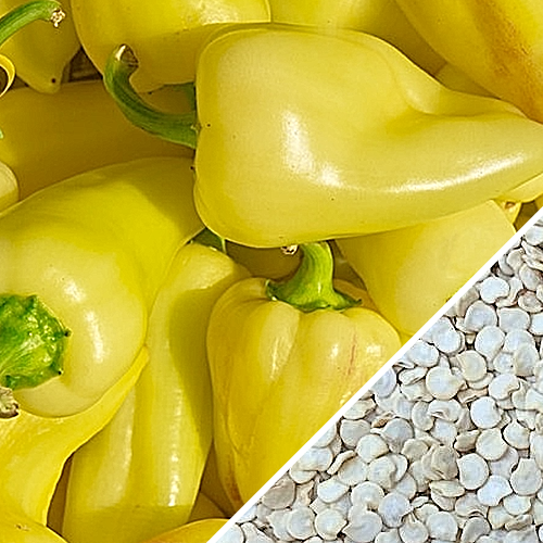 Yellow Caloro jalapeño pepper seeds from SeedsNow, showcasing vibrant pepper seeds for hot, flavorful jalapeño cultivation.